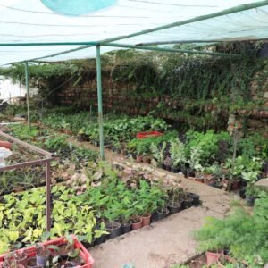 تجربة إفطار بطابع الحياة الريفية