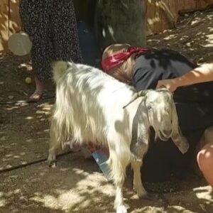 تجربة حياة المزارع ليوم واحد