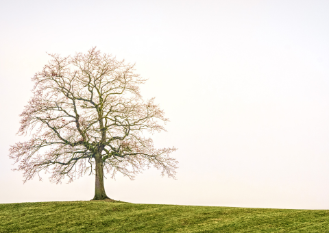 Lucky Tree