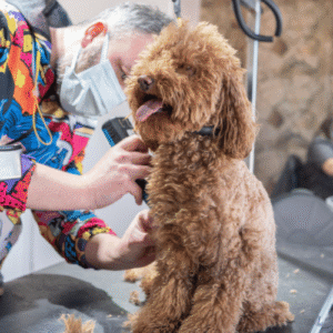 Pet Care